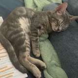 Entry image for Bobcat