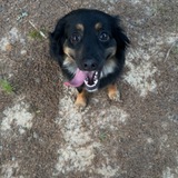 Entry image for Willow