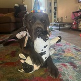 Entry image for Astro