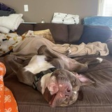 Entry image for Sylvester