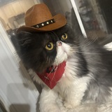 Entry image for Gustavo 