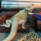 Entry image for Lavender 