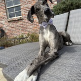 Entry image for Lollie