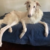 Entry image for Vinny