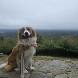 Entry image for Tupi