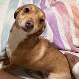 Entry image for Coco