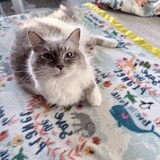 Entry image for Creampuff