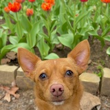 Entry image for Piper