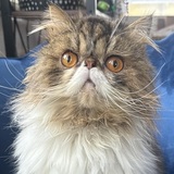 Entry image for Mr. Claude Monet