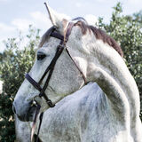 Entry image for Dinah