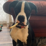 Entry image for Maverick