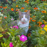 Entry image for Pebbles