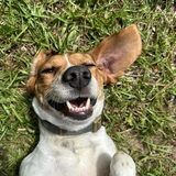 Entry image for Mack