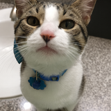 Entry image for Reaux