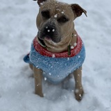 Entry image for Marshal