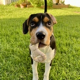 Entry image for Goose