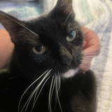 Entry image for Chloe 