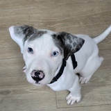 Entry image for Gator