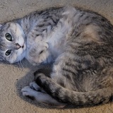 Entry image for Izzy