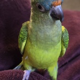 Entry image for Luna