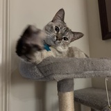 Entry image for Sesame 