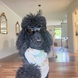 Entry image for Knight