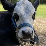 Entry image for Milo