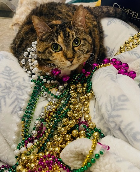 Entry image for Milkshake 'Millie'. Clicking this image will show a larger photo