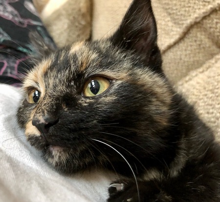 Entry image for Beignet 'Bennie'. Clicking this image will show a larger photo