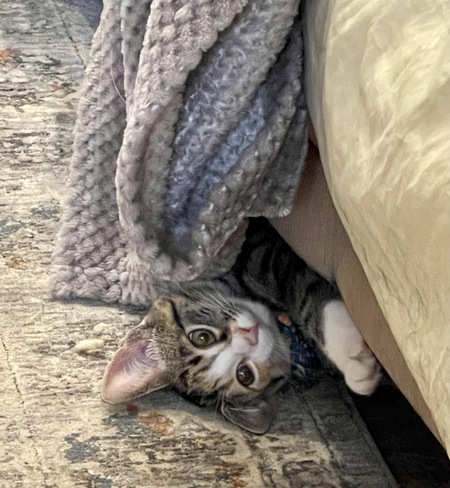 Entry image for Cannoli . Clicking this image will show a larger photo