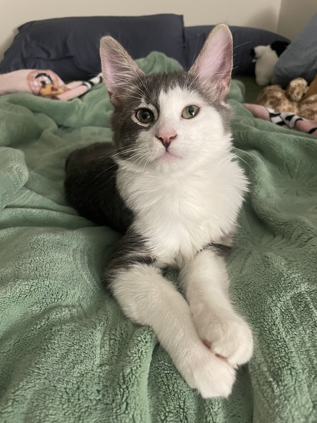 Entry image for Gator. Clicking this image will show a larger photo