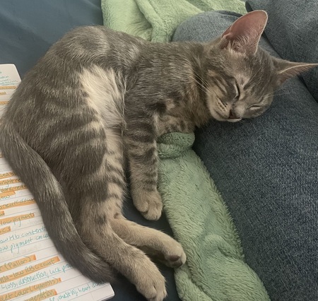 Entry image for Bobcat. Clicking this image will show a larger photo