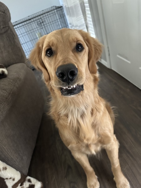 Entry image for Waldo. Clicking this image will show a larger photo