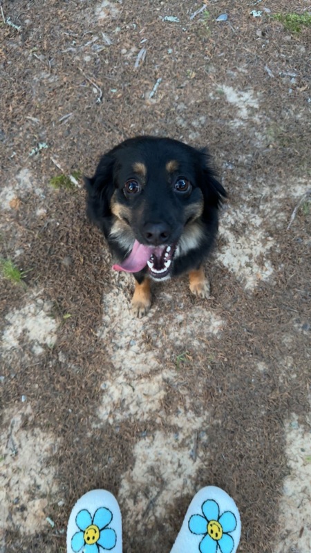 Entry image for Willow. Clicking this image will show a larger photo