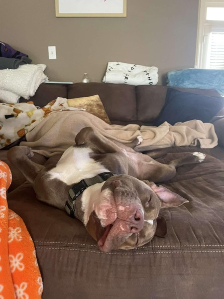 Entry image for Sylvester. Clicking this image will show a larger photo