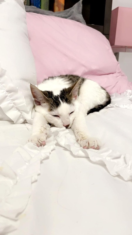 Entry image for Ida. Clicking this image will show a larger photo