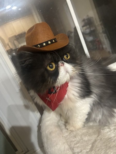 Entry image for Gustavo . Clicking this image will show a larger photo