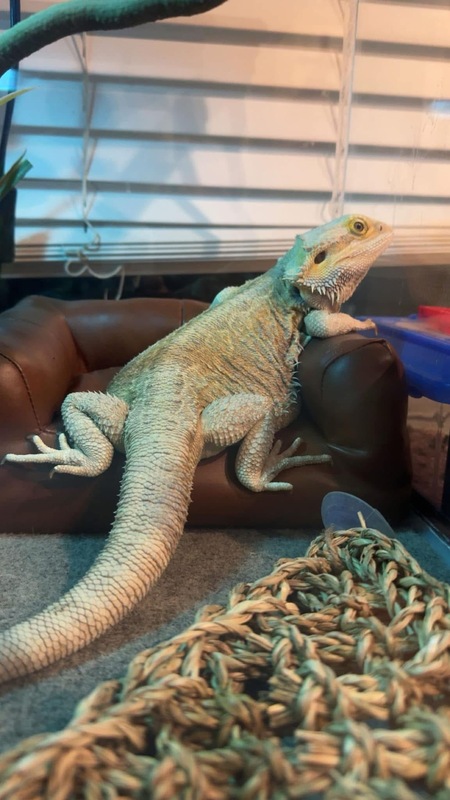 Entry image for Lavender . Clicking this image will show a larger photo