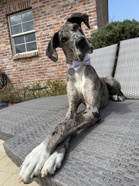 Entry image for Lollie. Clicking this image will show a larger photo