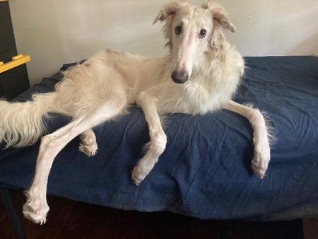 Entry image for Vinny. Clicking this image will show a larger photo