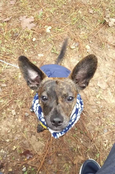 Entry image for Roux. Clicking this image will show a larger photo