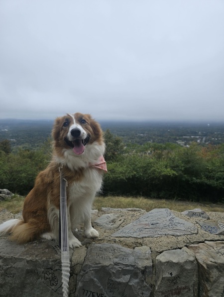 Entry image for Tupi. Clicking this image will show a larger photo