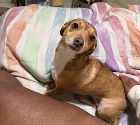 Entry image for Coco. Clicking this image will show a larger photo