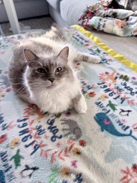 Entry image for Creampuff. Clicking this image will show a larger photo