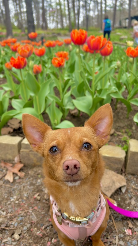 Entry image for Piper. Clicking this image will show a larger photo