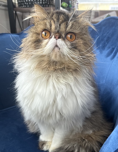 Entry image for Mr. Claude Monet. Clicking this image will show a larger photo