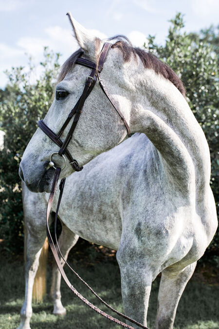 Entry image for Dinah. Clicking this image will show a larger photo