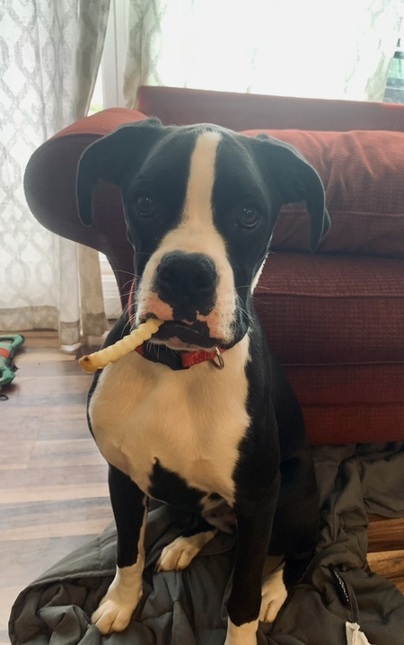 Entry image for Maverick. Clicking this image will show a larger photo