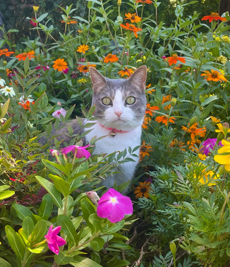 Entry image for Pebbles. Clicking this image will show a larger photo