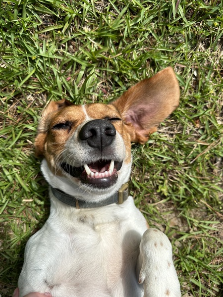 Entry image for Mack. Clicking this image will show a larger photo